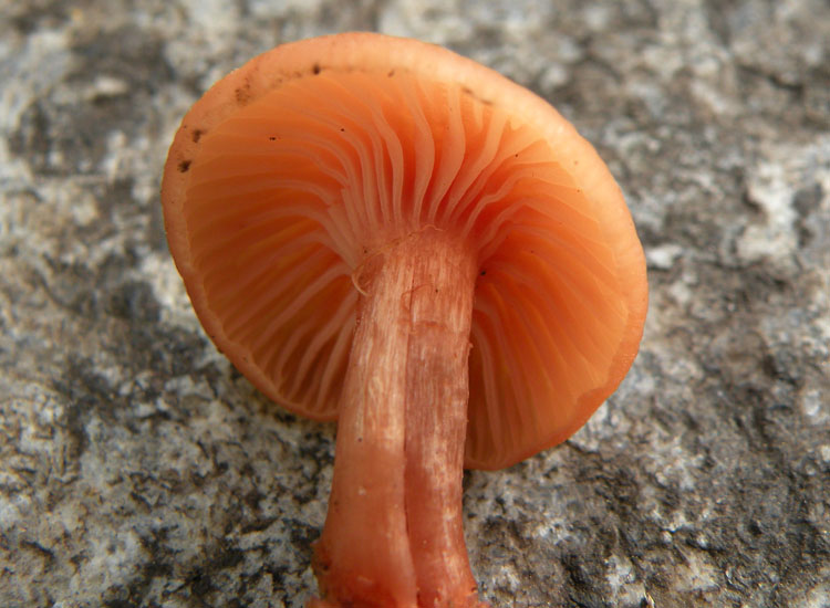 Laccaria in giardino? (Laccaria affinis)